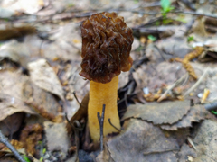 Verpa bohemica