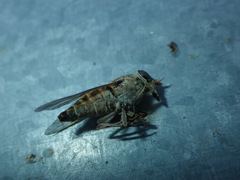 Tabanini