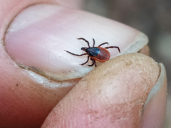 Ixodes persulcatus
