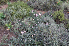 Carpobrotus mellei