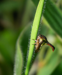 Umbonia crassicornis