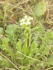 Capsella