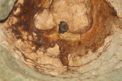 Artibeus jamaicensis