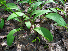 Allium microdictyon