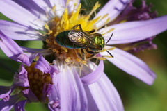 Augochlorella aurata
