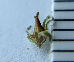 Cryptantha decipiens