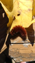 Spilosomina