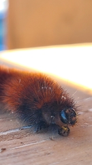 Spilosomina
