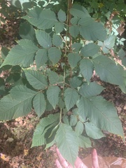 Koelreuteria paniculata