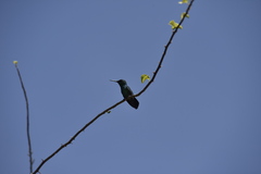 Chlorostilbon mellisugus