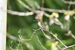 Chlorostilbon mellisugus