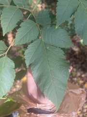 Koelreuteria paniculata