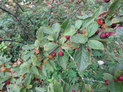 Cotoneaster obscurus