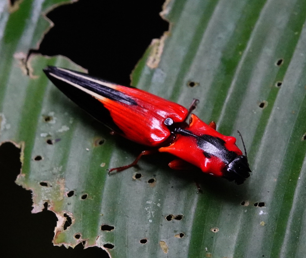 Semiotus angulatus