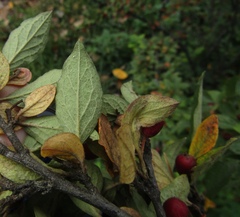 Cotoneaster obscurus