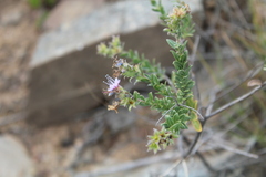 Lobostemon echioides