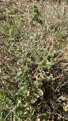 Verbena lasiostachys