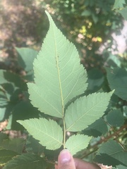 Koelreuteria paniculata