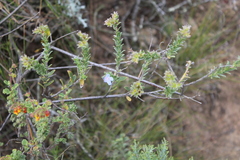 Lobostemon echioides