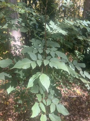 Koelreuteria paniculata