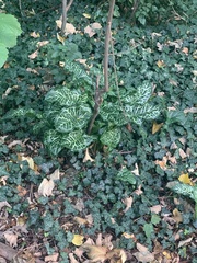 Arum italicum