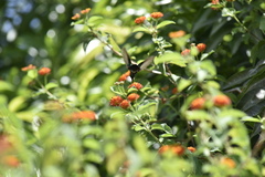 Chlorostilbon mellisugus