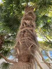 Trachycarpus