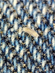 Trichoniscus pygmaeus