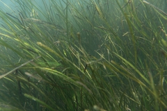 Heterostichus rostratus