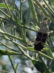 Hypselonotus punctiventris