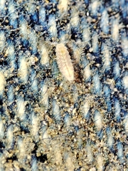 Trichoniscus pygmaeus