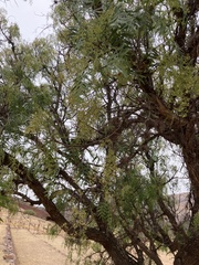 Schinus molle
