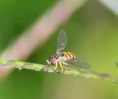 Toxomerus floralis