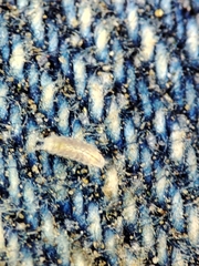 Trichoniscus pygmaeus