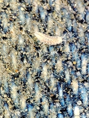 Trichoniscus pygmaeus