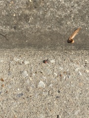 Jadera haematoloma
