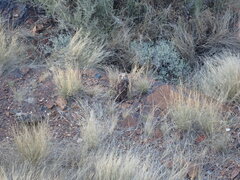 Bubo africanus africanus