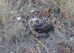 Bubo africanus africanus