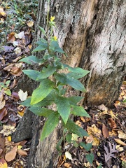 Scrophularia lanceolata