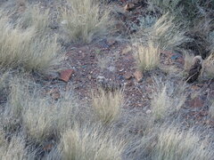 Bubo africanus africanus