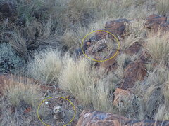 Bubo africanus africanus