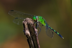 Erythemis vesiculosa