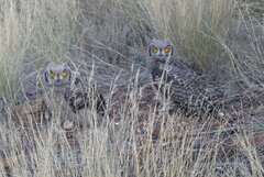 Bubo africanus africanus