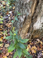 Scrophularia lanceolata