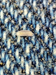 Trichoniscus pygmaeus