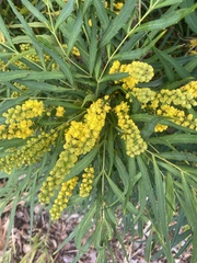 Acacia retinodes