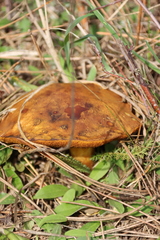 Suillus collinitus