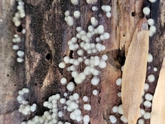Helicogloea compressa