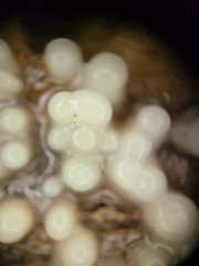 Helicogloea compressa