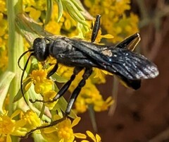 Sphecidae